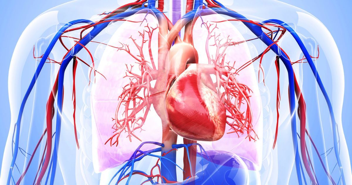 Scientific 3d illustration of heart and blood vessels