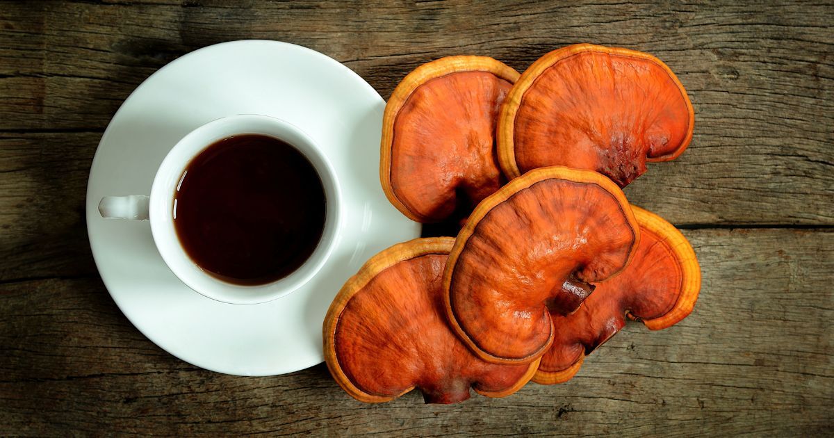 Reishi mushrooms next to a tea cup