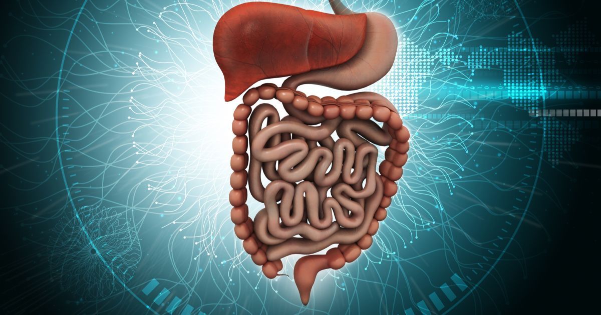 3D render of digestive tract