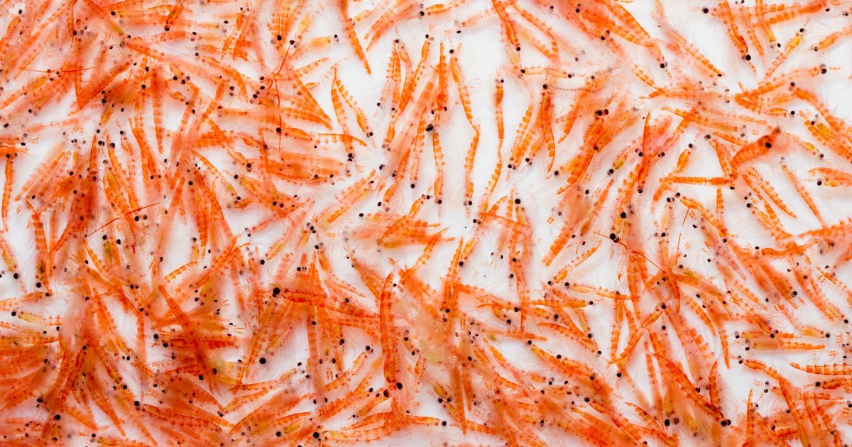 A mid-water trawl catch of Antarctic Krill