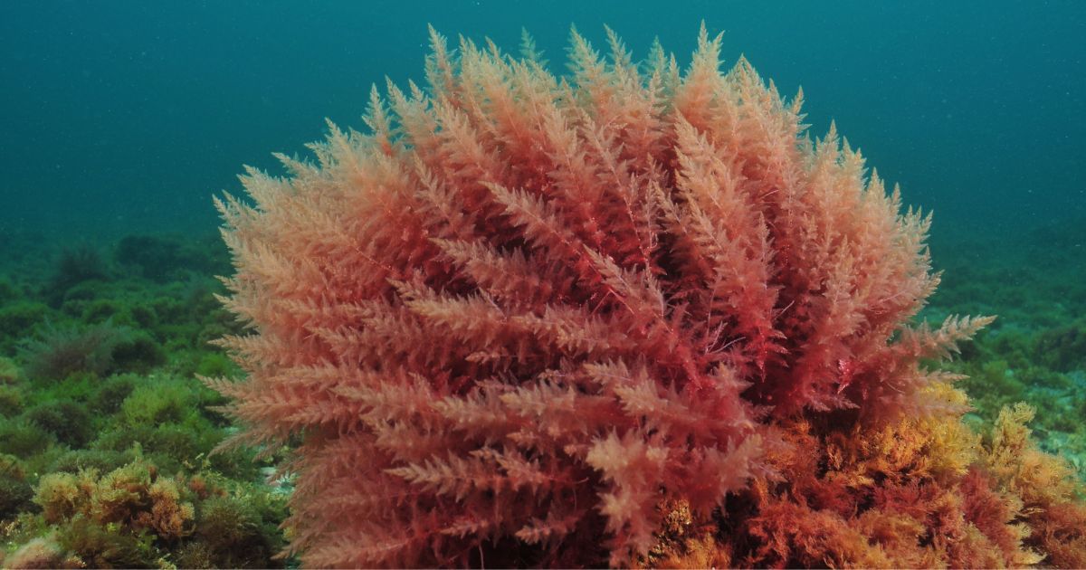 under water photo of red algae