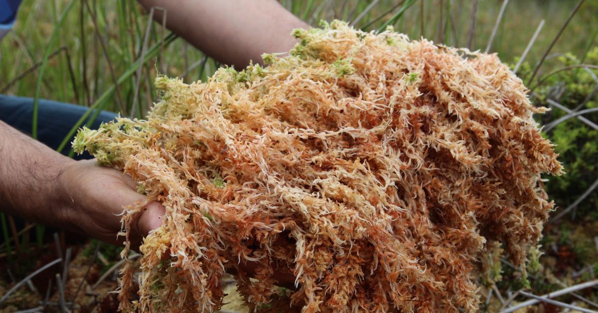 close up of harvested sea moss