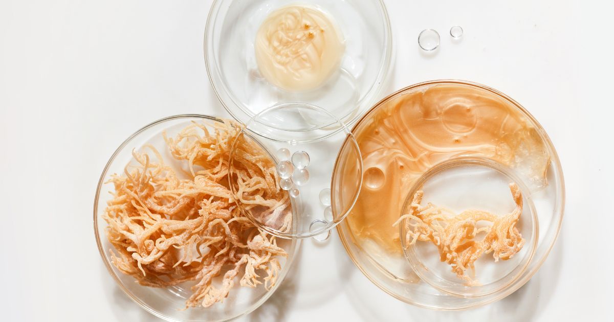 petri dishes with sea moss samples