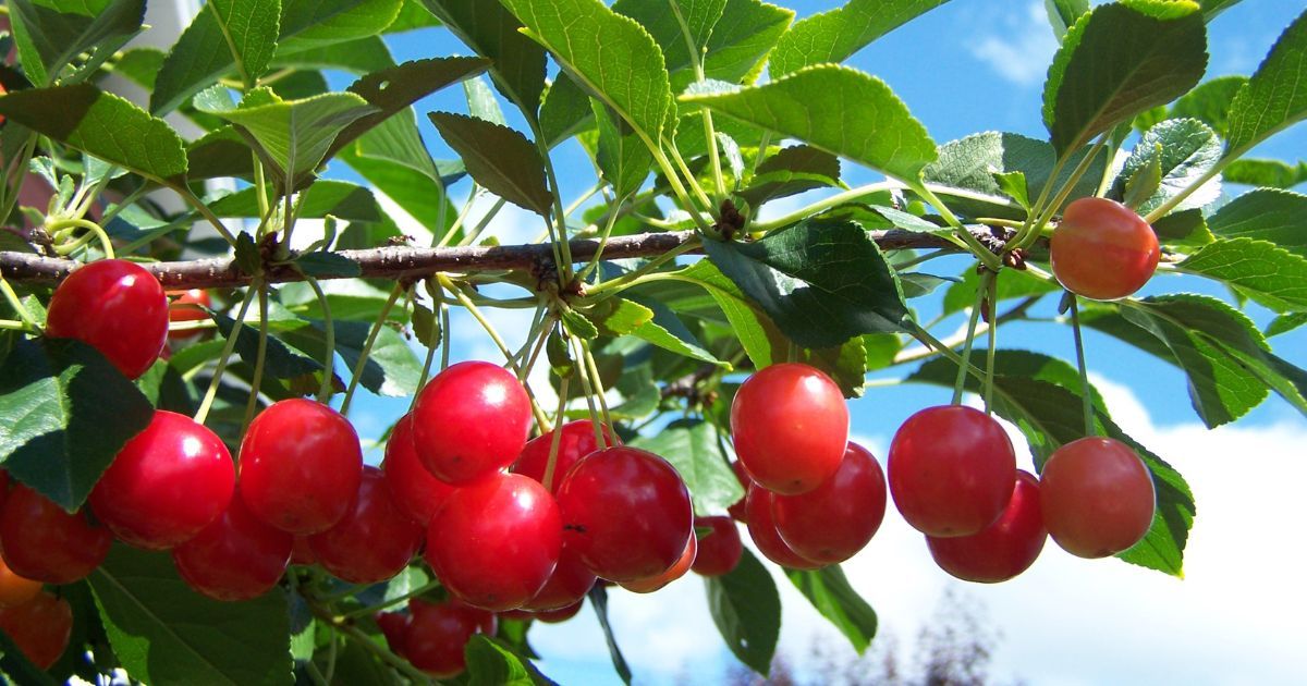 Tart Cherry Supplement Buyer's Guide