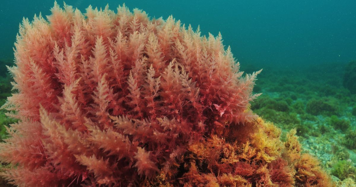 bush of red algae under the sea