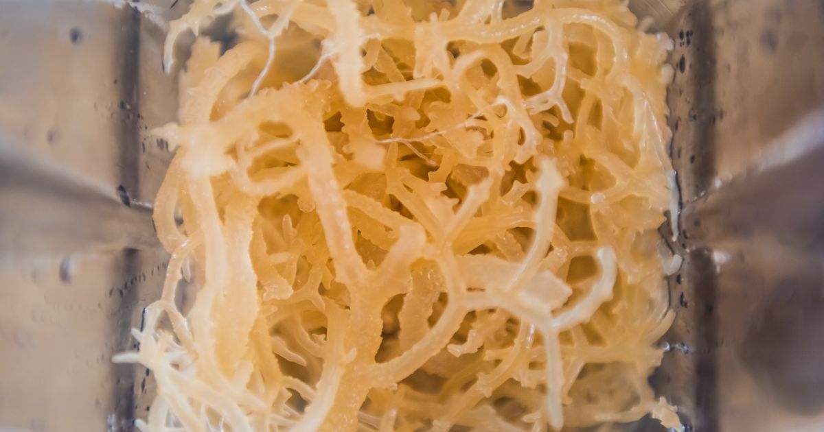 Close up of sea moss in a blender