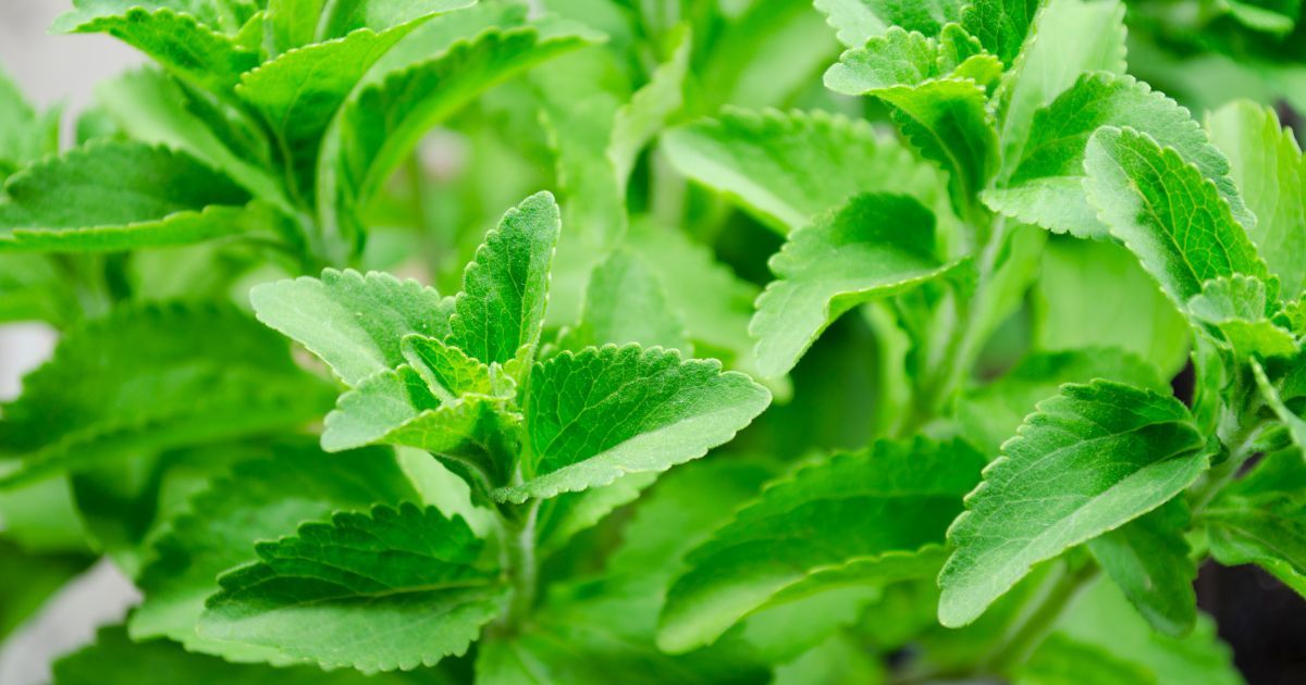 Closeup of Stevia plant