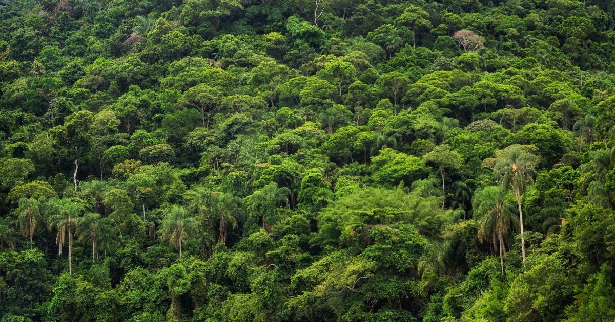 tropical rainforest in Brazil