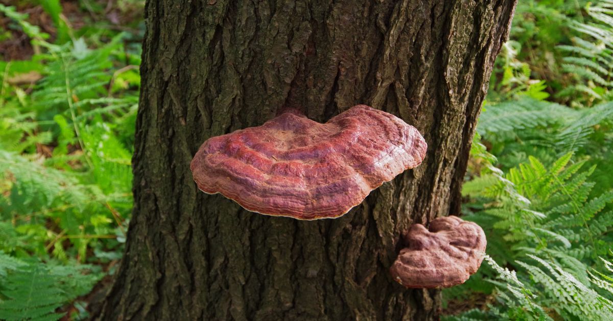 wild reishi mushroom growing on a tree