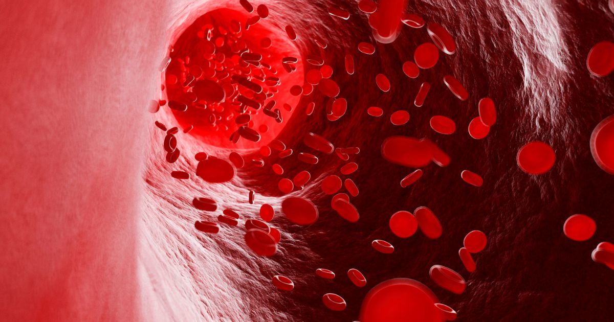 illustration of human blood cells