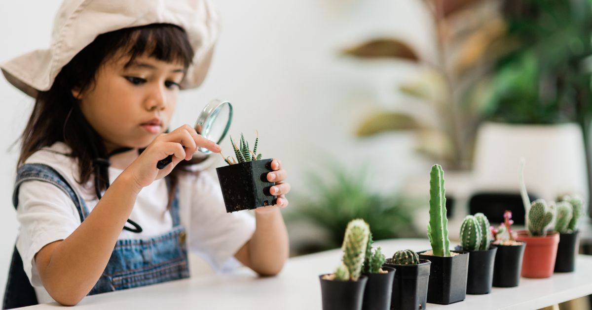child inspecting one of her succulents