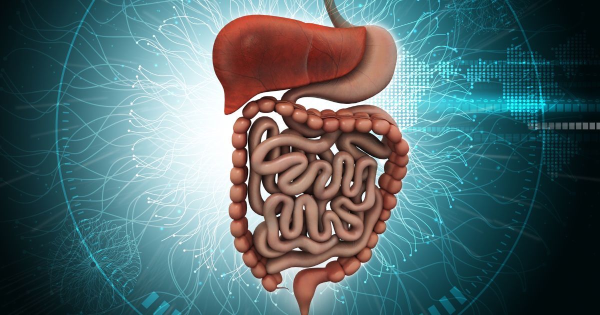 3D illustration of digestive tract