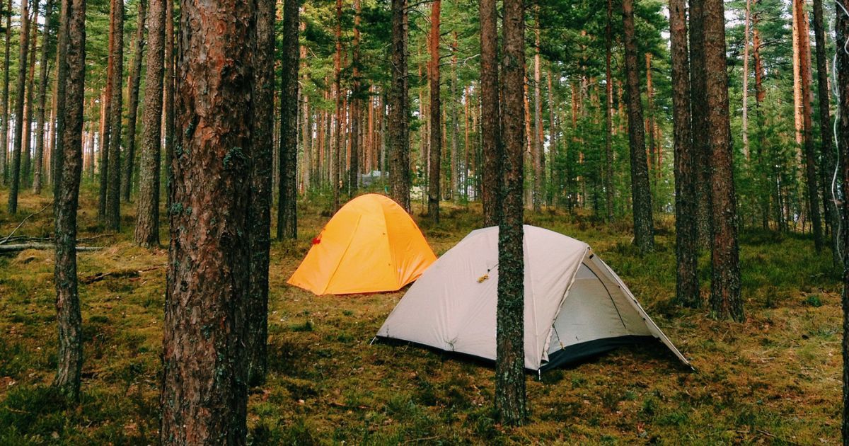 two tents set up in woods