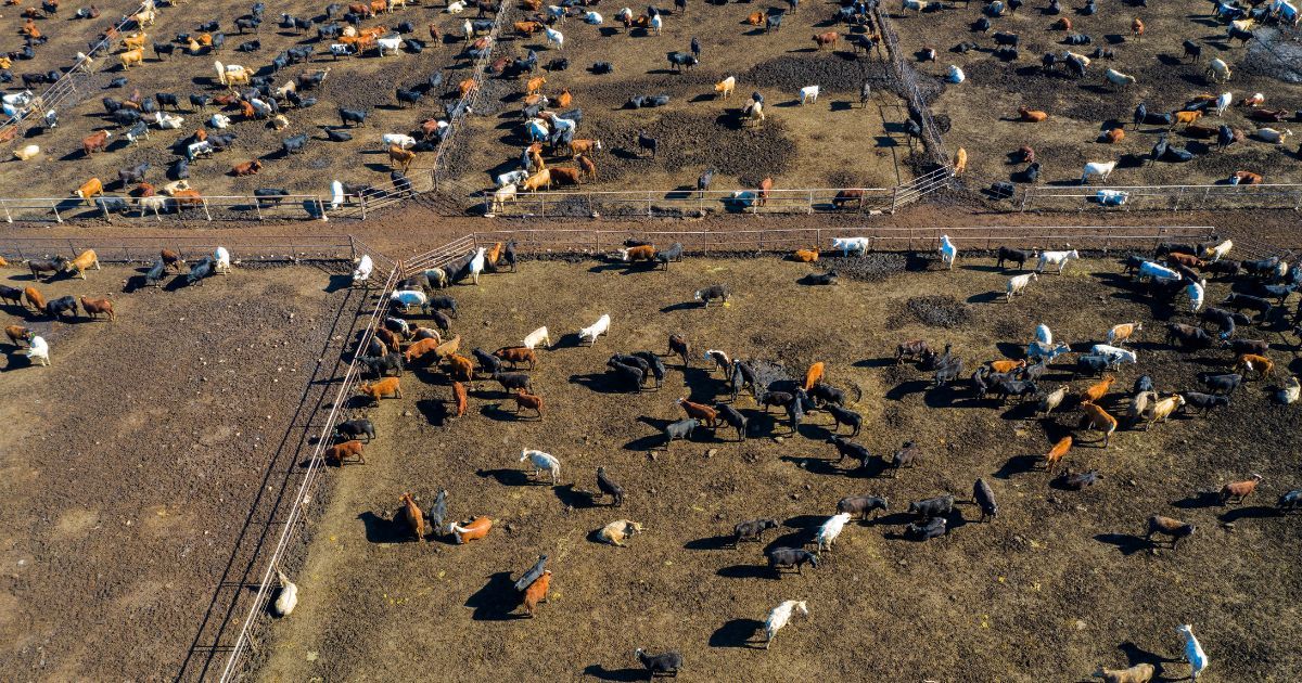 cattle in feed lot