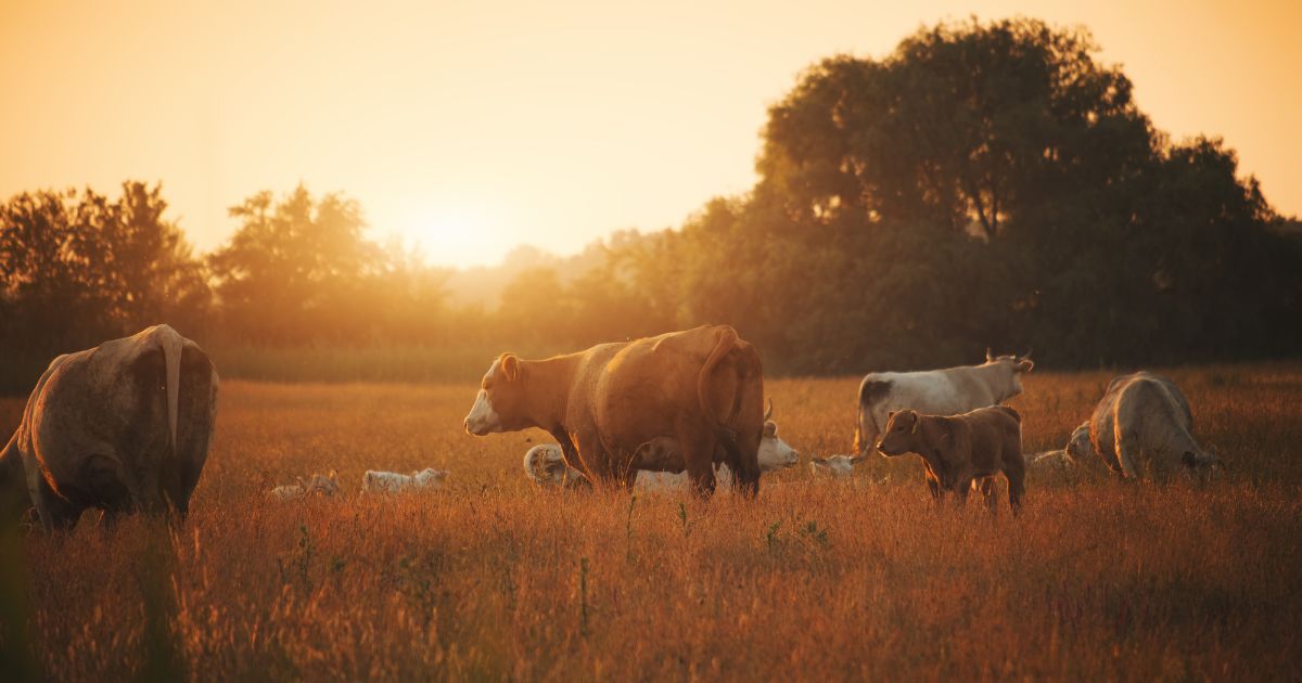 cows in field during sunset