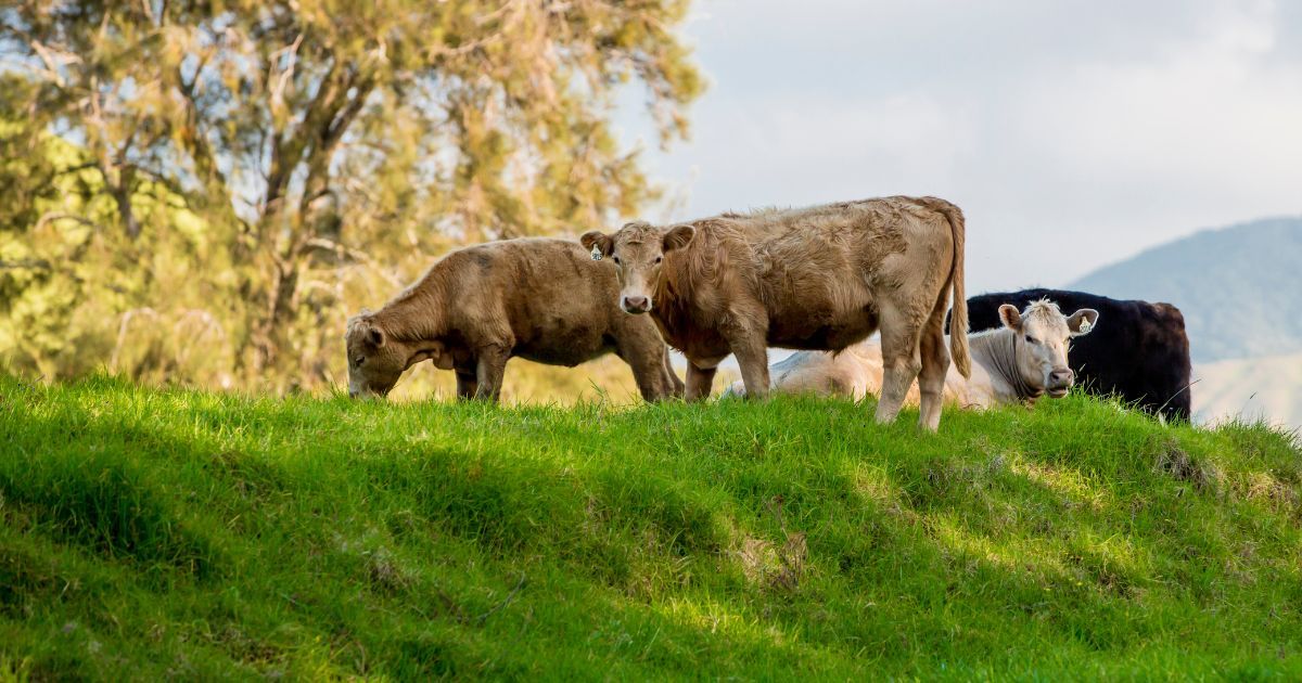 cows grazing on green grass