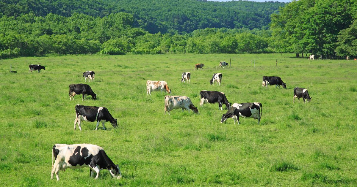 cows feeding in green pasture