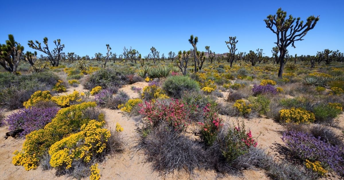 Joshua Trees and spring wildflowers in Mojave National Preserve, California