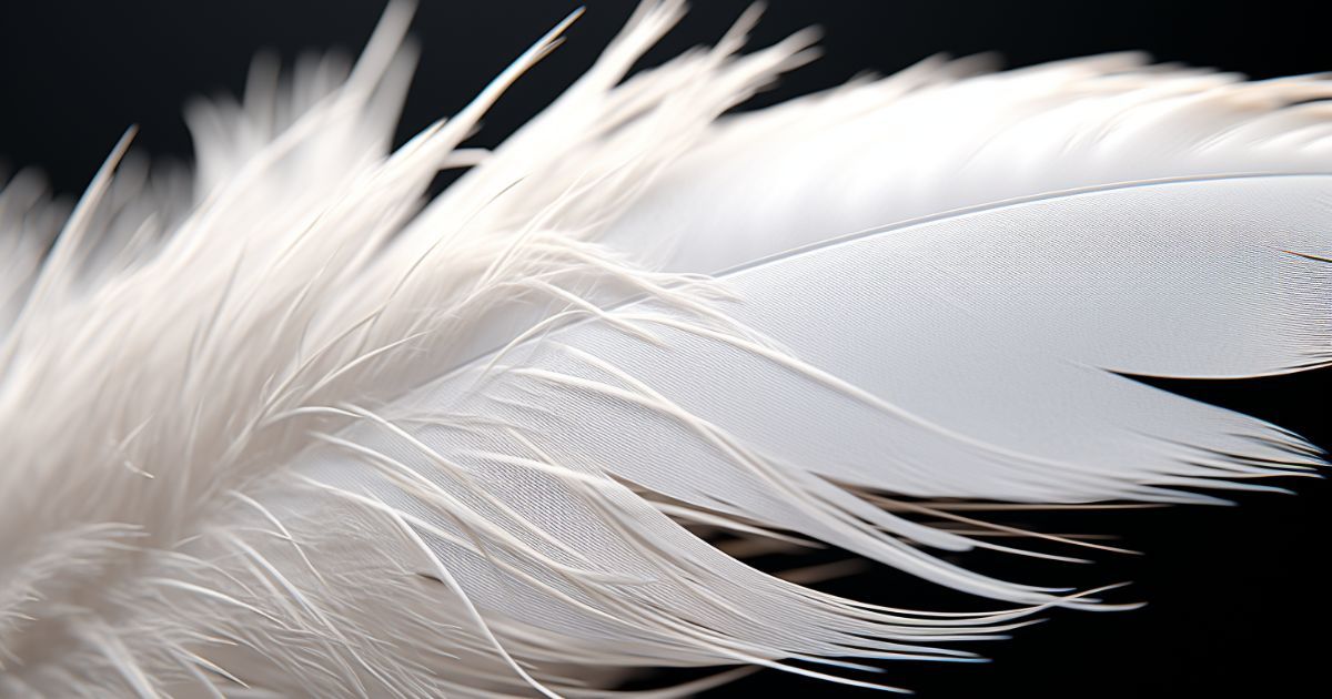 closeup of down feather