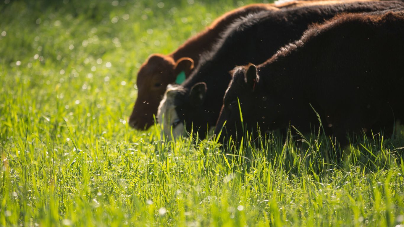 cows feeding on grass