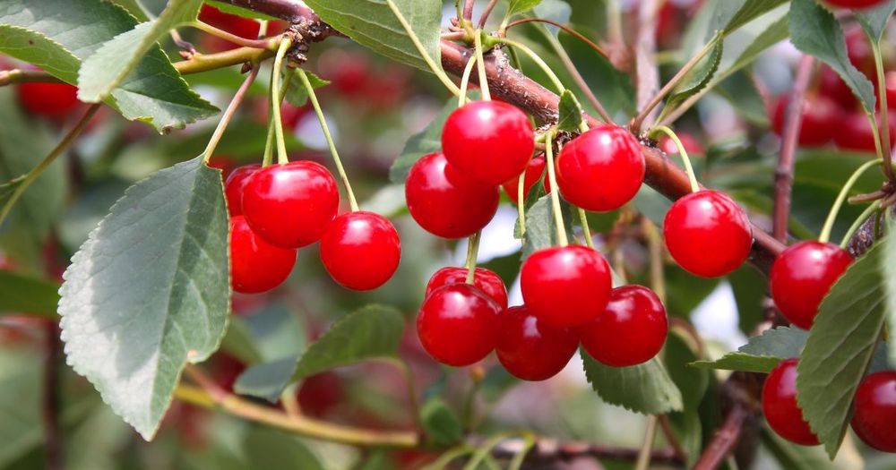 Best Tart Cherry Juice | Sleep Aid To Athletic Performance